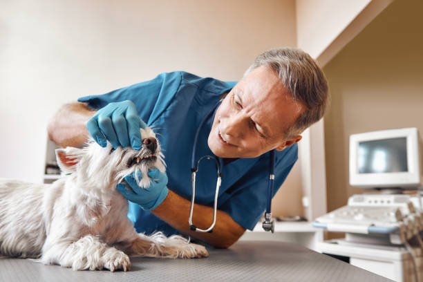 Trusted MS Emergency Dental Service Experts